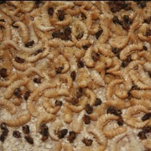 ����ˮ�ߵ��״������ֳ